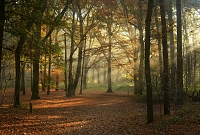 loonse en drunense duinen 11-2015 4237